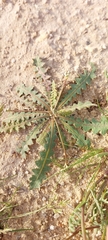Launaea capitata