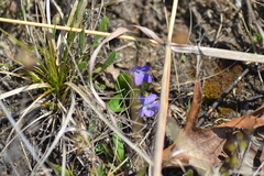 Viola fimbriatula