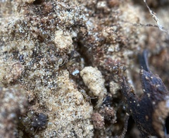 Plagiolepis