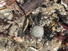 Petrolisthes manimaculis