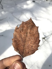 Populus grandidentata