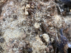 Plagiolepis
