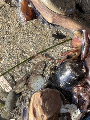 Petrolisthes manimaculis