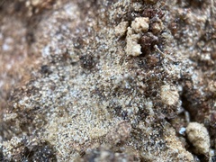 Plagiolepis