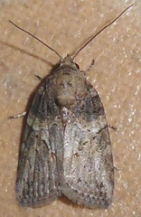 Garella rotundipennis