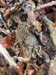 Petrolisthes manimaculis