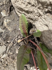 Senecio integerrimus