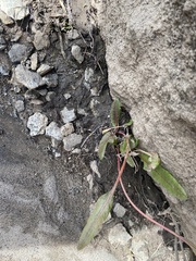 Senecio integerrimus