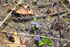 Viola fimbriatula