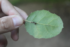 Callirhytis serricornis