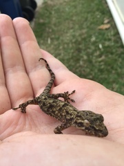 Gekko japonicus