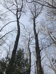 Populus grandidentata