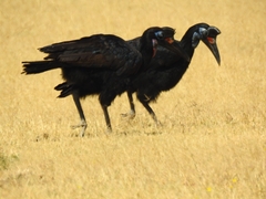 Bucorvus abyssinicus