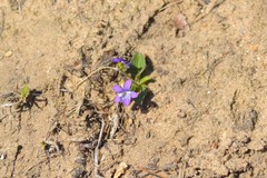 Viola fimbriatula