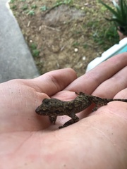 Gekko japonicus