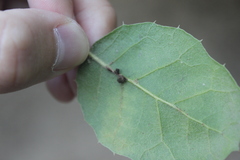 Callirhytis serricornis