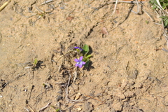 Viola fimbriatula