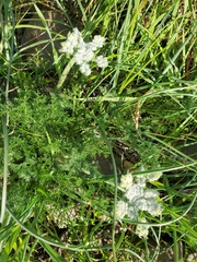 Lomatium dasycarpum
