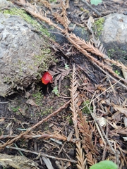 Hygrocybe laetissima