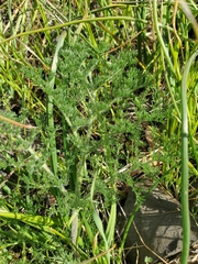 Lomatium dasycarpum