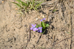 Viola fimbriatula