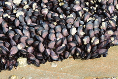 Brachidontes rostratus