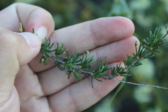 Eriophyes adenostomae