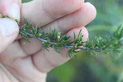 Eriophyes adenostomae