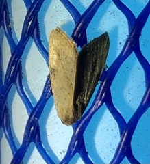 Galgula