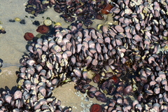 Brachidontes rostratus