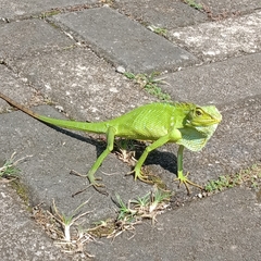 Bronchocela jubata