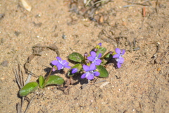 Viola fimbriatula