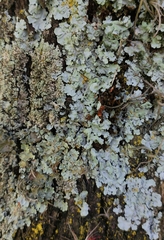 Parmelina tiliacea