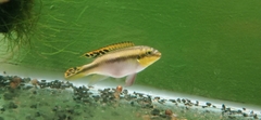 Pelvicachromis pulcher