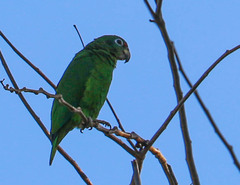 Amazona collaria
