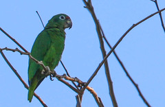Amazona collaria
