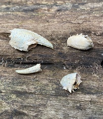 Euastacus