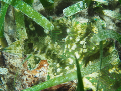 Hippopus