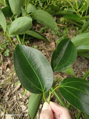 Cinnamomum iners