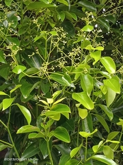 Cinnamomum iners