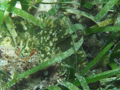 Hippopus
