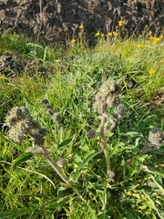 Phacelia egena