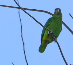 Amazona collaria
