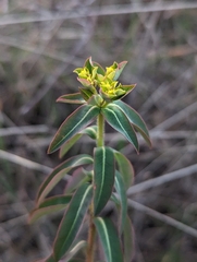 Euphorbia oblongata