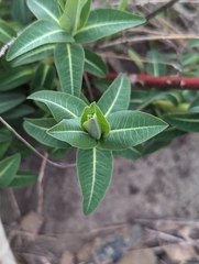 Euphorbia oblongata