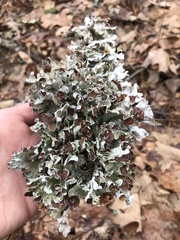 Platismatia tuckermanii