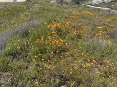 Eschscholzia californica
