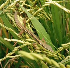 Takydromus sexlineatus
