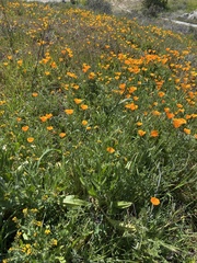 Eschscholzia californica