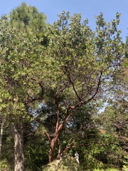 Arbutus menziesii
